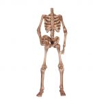 Skeleton 180 "Headless"