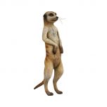 Meerkat