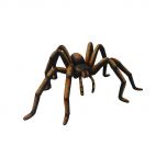 Recluse Spider (Black)