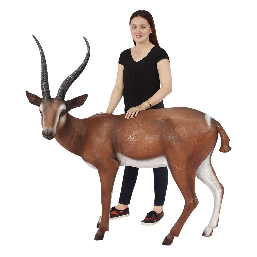 gazelle size