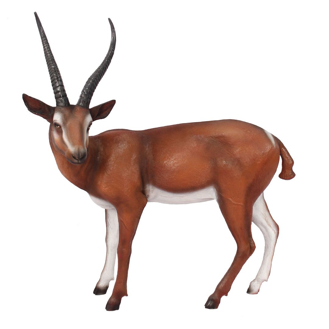 gazelle size