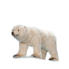 Polar Bear Standing