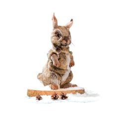 Brown rabbit, sitting