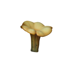 Mushroom Chanterelle