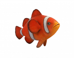 Clownfish 3ft