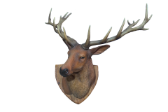 Stag Trophy head