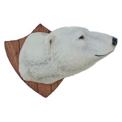 Polar bear Trophy head