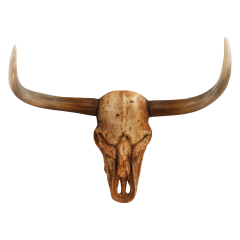 Bull Skull