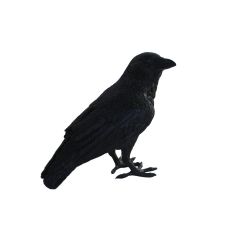 Crow