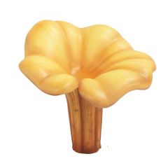 Mushroom Chanterelle