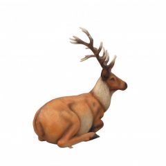Laying Stag