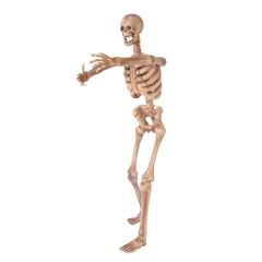 Skeleton 180 "Arms out"