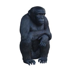 Sitting Chimpanzee