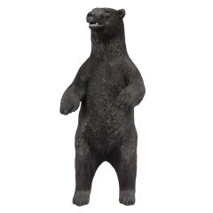 American Black Bear, standing
