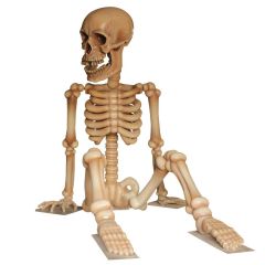 Skeleton 4 m