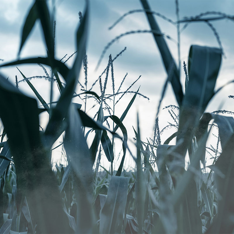 Igor is hiding in this corn and pumpkin fields to escape the mob